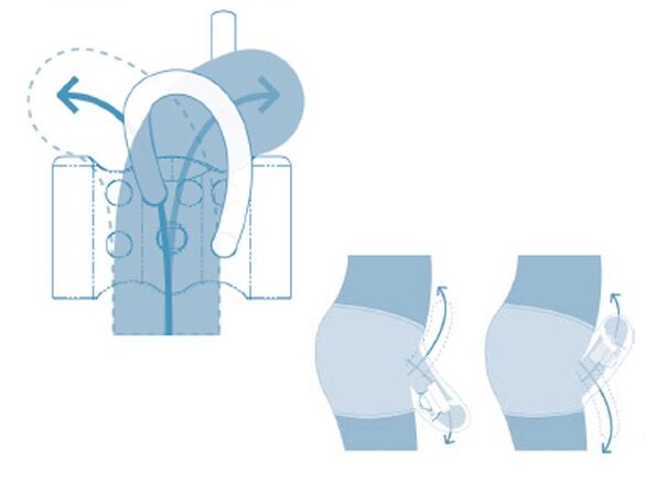 Fortpflanzungssystem des Heranwachsenden